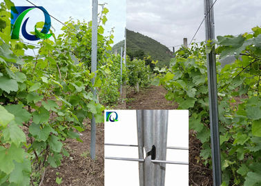 C Type Metal Vineyard Trellis Posts 275G/M2 Hot Galvanized Easy Set - Up