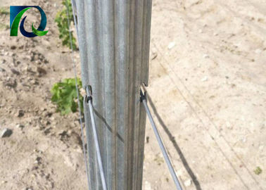 Steel Metal 1.8m Vineyard Trellis Posts For 1.6-3.0MM Wire