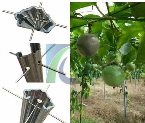 275G / M2 2,4M Chiều cao 1,5mm Giàn nho kim loại cho vườn cây ăn quả